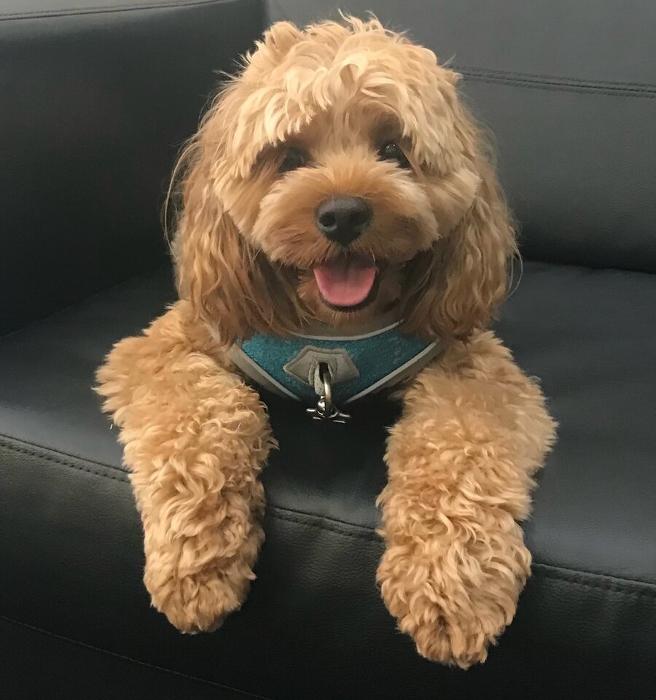 benji the therapy dog